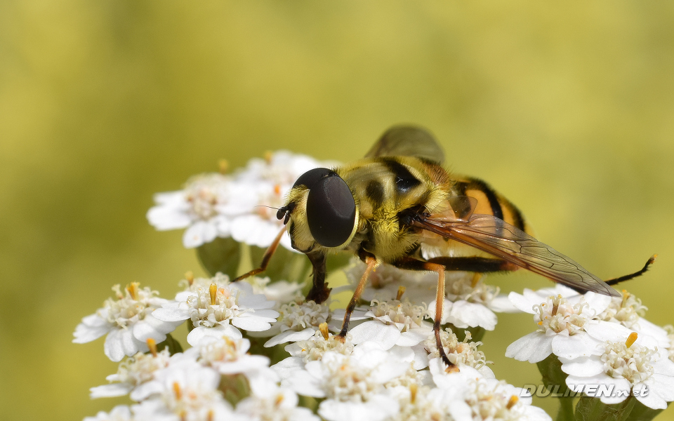 Dead Head Fly (Myathropa florea)